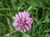 Red Clover (trefolium repens)