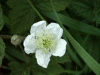 Blackberry/Bramble (Rubus fructicosus)