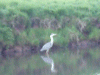 Heron on the canal
