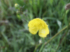 Buttercup (Ranunculus repens)