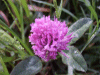 Red Clover (trefolium repens)