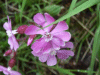 Red Campion (Silene dioica)