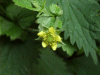 Wood Avens/Herb Bennet (Geum urbanum)