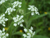 Cow Parsley (Anthriscus sylvestris)