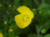 Buttercup (Ranunculus bulbosus)