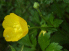 Buttercup (Ranunculus bulbosus)