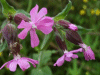 Red Campion (Silene dioica)