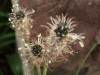 Hoary Plaintain (Plantago media)
