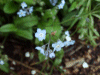 Forget-me-nots (Myosotis scorpioides)