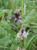 Tufted Vetch (Vicia cracca)