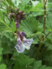 Tufted Vetch (Vicia cracca)