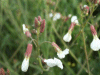 Wild Radish (Raphanus raphanistrum)