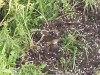 Chaffinch  or Robin catching a worm (digital zoom)