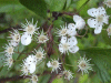 Hawthorn flowers (Crataegus monogyna)