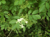 Tree of Heaven (Ailanthus altissima)