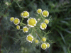 Budding Scentless Mayweed (Matricaria perforata)