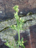 Tall Rocket (Sisymbrium altissimum)