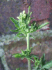 Tall Rocket (Sisymbrium altissimum)
