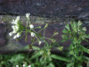 Shepherd's-Purse (Capsella bursa-pastoris)