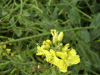 Ball Mustard (Neslia paniculata)