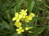 Ball Mustard (Neslia paniculata)