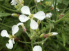 Wild Radish (Raphanus raphanistrum)
