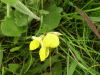 Common Bird's-foot trefoil (Lotus corniculatus)