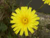 Possible Hawkweed Ox-tongue (Picris hieracioides)