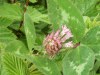 Red Clover (trefolium repens)