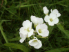 Cuckoo Flowers (Cardamine pratensis agg)