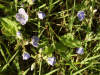 Germander Speedwell (Veronica chamaedrys)