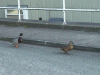 Two of three Mallard Ducks on Parade in Daresbury Laboratory