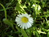 Daisies (Bellis perennis)