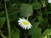 Daisies (Bellis perennis)