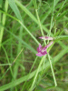 Common Vetch (Vicia sativa)