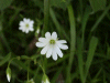 Stitchwort (Stellaria holostea)