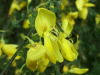 Broom (Cytisus scoparius)