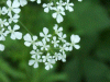 Cow Parsley (Anthriscus sylvestris)