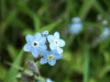 Forget-me-nots (Myosotis scorpioides)
