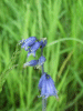 Bluebells (Hycanthinoides non-scripta)