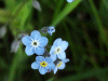 Forget-me-nots (Myosotis scorpioides)