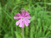 Red Campion (Silene dioica)