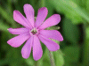Red Campion (Silene dioica)