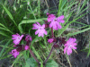Red Campion (Silene dioica)
