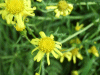 Possible Common Fleabane (Pulicaria dysenterica)