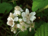 Bramble/Blackberry flower (Rubus fruticosus)