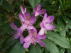 Wild Rhododendrums (Rhododendron ponticum)
