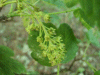 Pendunculate Oak (Quercus robur)