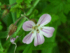 Herb-Robert (Geranium robertianum)
