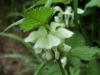 White Dead-Nettle (Lamium album)